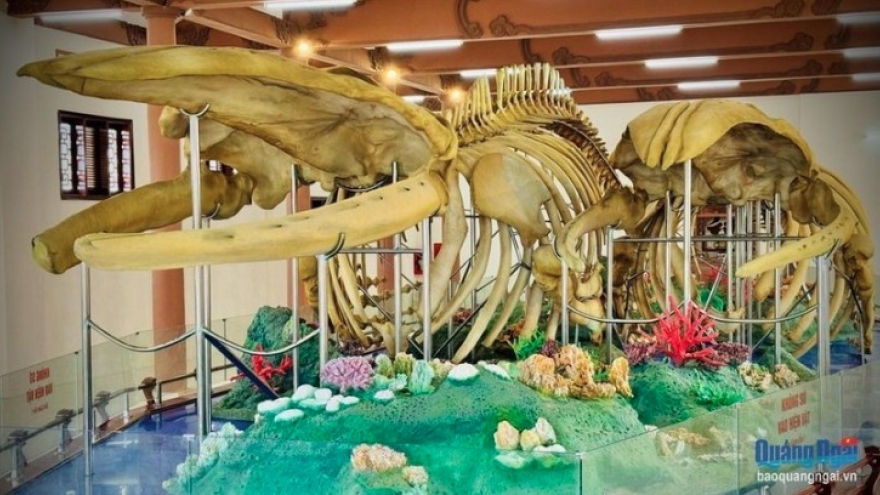 Vietnam’s largest reconstructed whale skeletons recognised on Ly Son Island