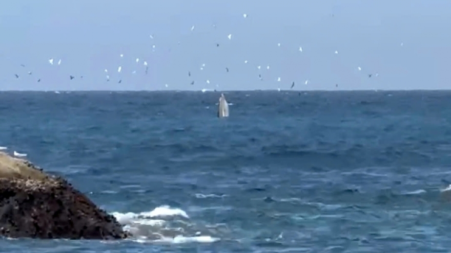 Huge whale makes surprise appearance in Nha Trang Bay