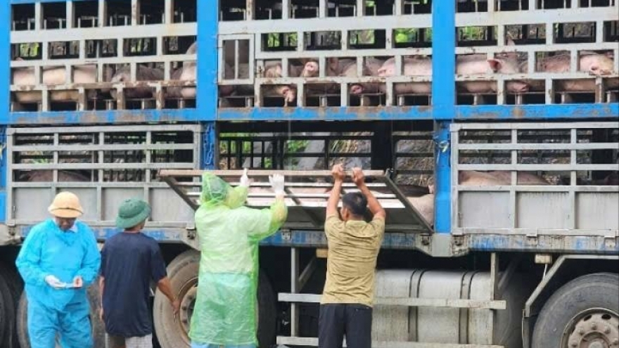 Phú Thọ phát hiện xe chở 190 con lợn nhiễm dịch tả Châu Phi trên đường đi tiêu thụ
