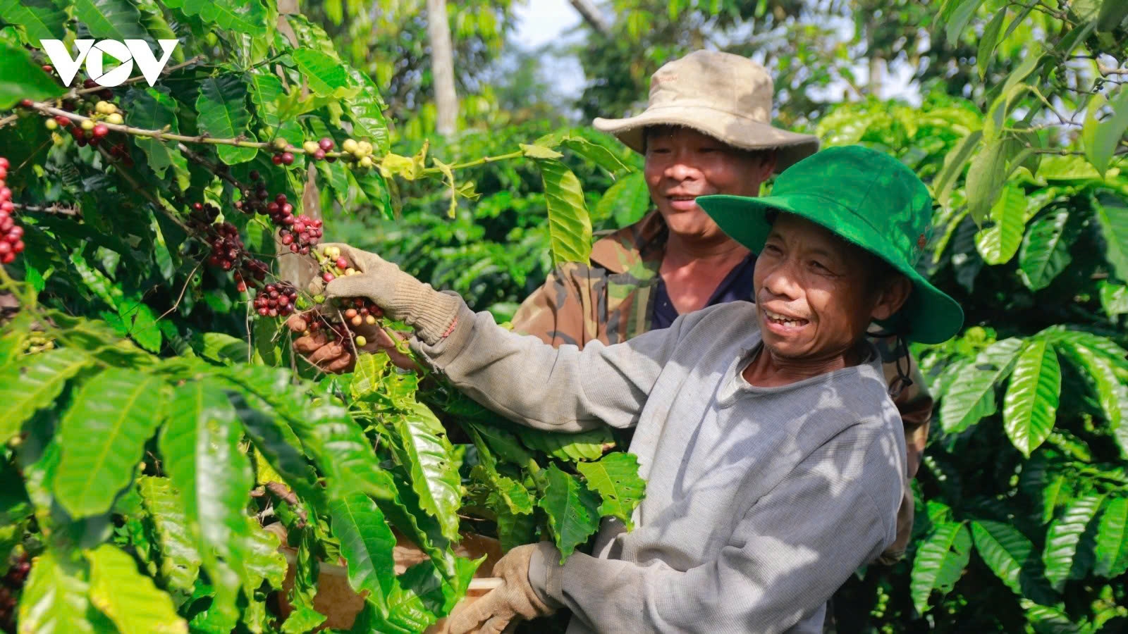 Giá cà phê hôm nay 29/7: Giá cà phê trong nước trung bình ở mức 96.500 đồng/kg