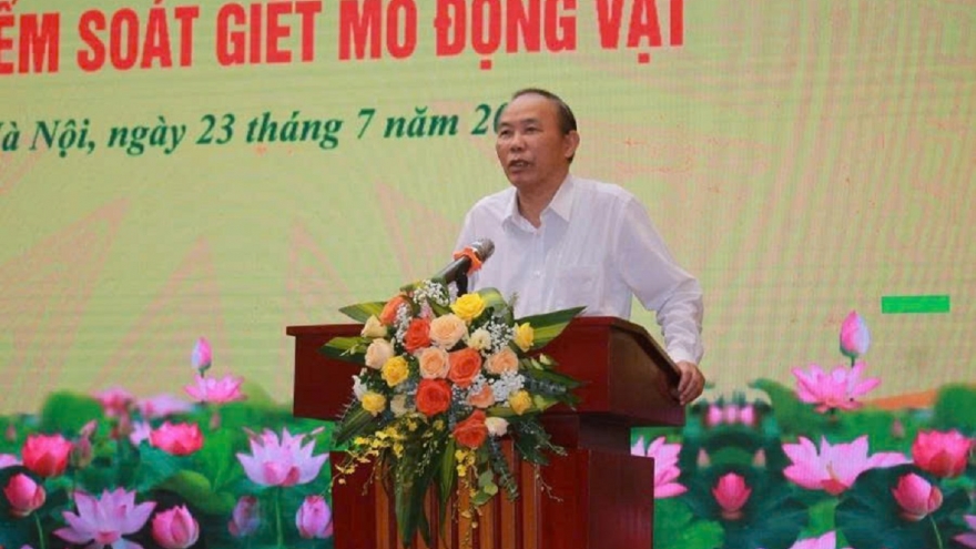 Vaccine đã có, vì sao dịch tả lợn Châu Phi chưa giảm?