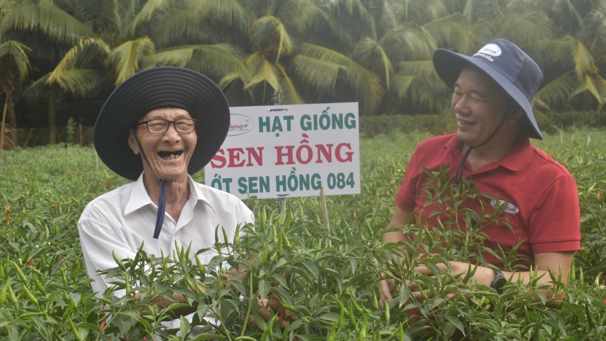 Nông dân Đồng Tháp phấn khởi khi vụ ớt trúng mùa, được giá