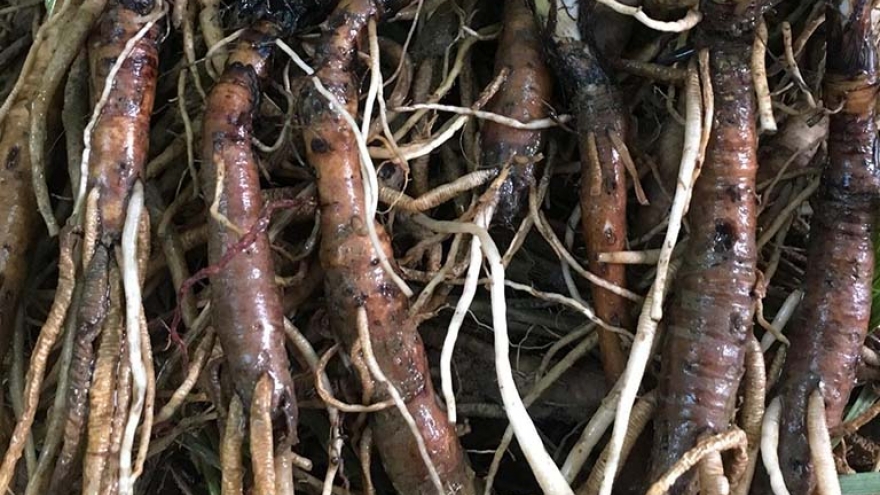Rễ cây mọc bờ rào thành vị thuốc quý, bán nửa triệu đồng/kg