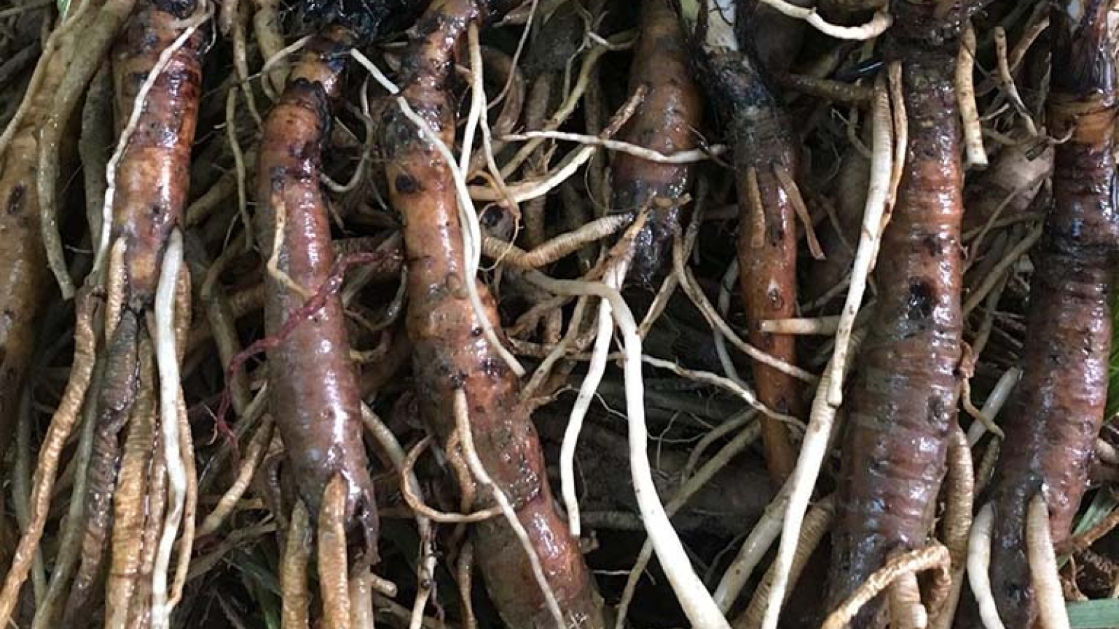 Rễ cây mọc bờ rào thành vị thuốc quý, bán nửa triệu đồng/kg