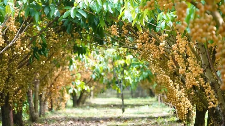 Loại quả dân dã giúp người dân miền Tây làm giàu