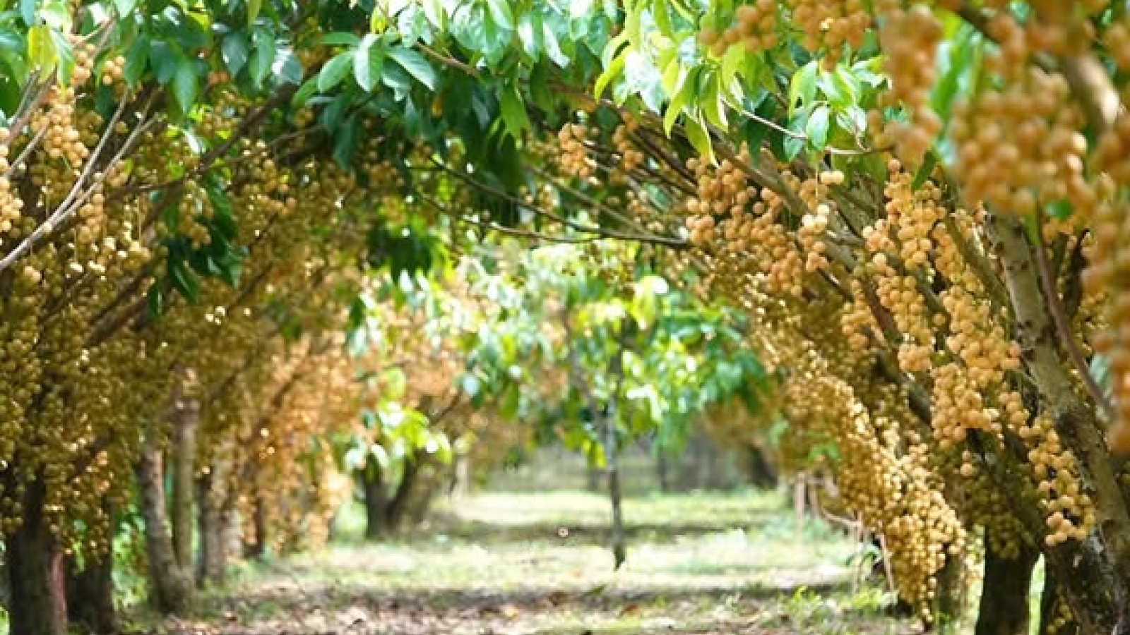 Loại quả dân dã giúp người dân miền Tây làm giàu