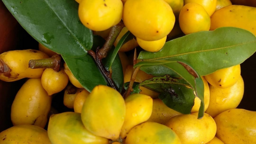 Quả dại có tên rất lạ được nhiều người tìm mua