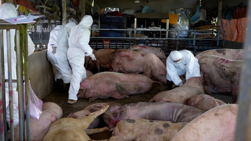 970 ổ dịch, 100.000 con lợn bị tiêu hủy, Bộ Nông nghiệp và Môi trường chỉ đạo khẩn