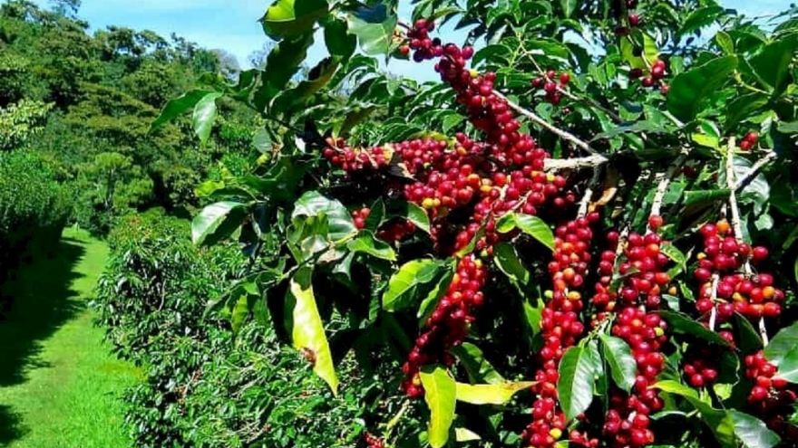 Giá cà phê hôm nay 28/8: Giá cà phê trong nước trung bình ở mức 122.200 đồng/kg