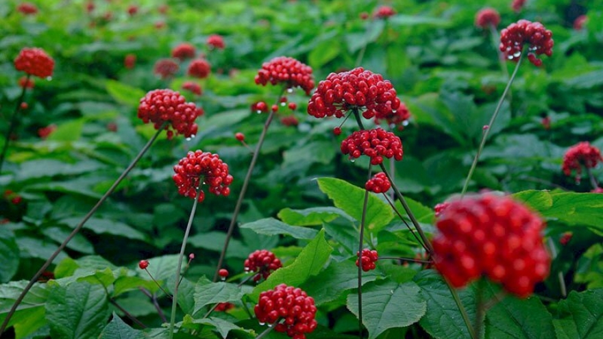 Ba loại hạt quý đắt như vàng của núi rừng Việt Nam