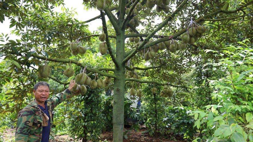 Chưa phát hiện dư lượng chất vàng O, Cadimi trong sầu riêng Đắk Lắk