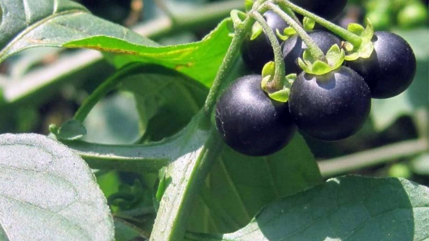 Quả dại xưa không ai "ngó" nay thành vị thuốc có giá gần 1 triệu đồng/kg