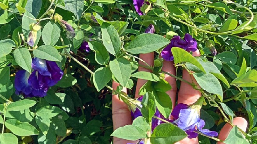 Loài hoa mọc bờ rào “lột xác” thành thảo mộc được ưa chuộng