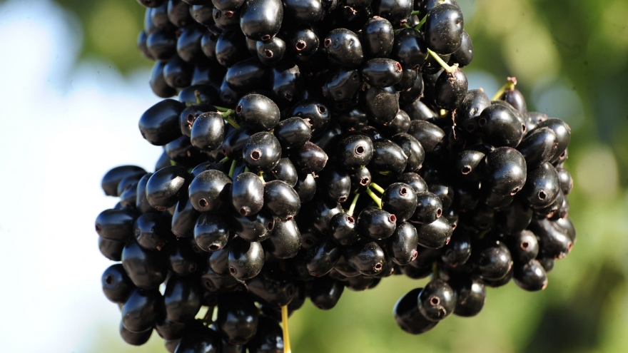 Qủa dại miền Tây thành đặc sản được săn lùng dịp hè