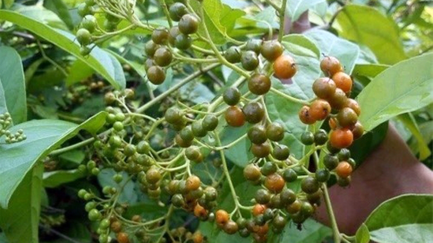 “Hạt tiêu của núi rừng” có hương vị lạ giá bán 250.000 đồng/kg