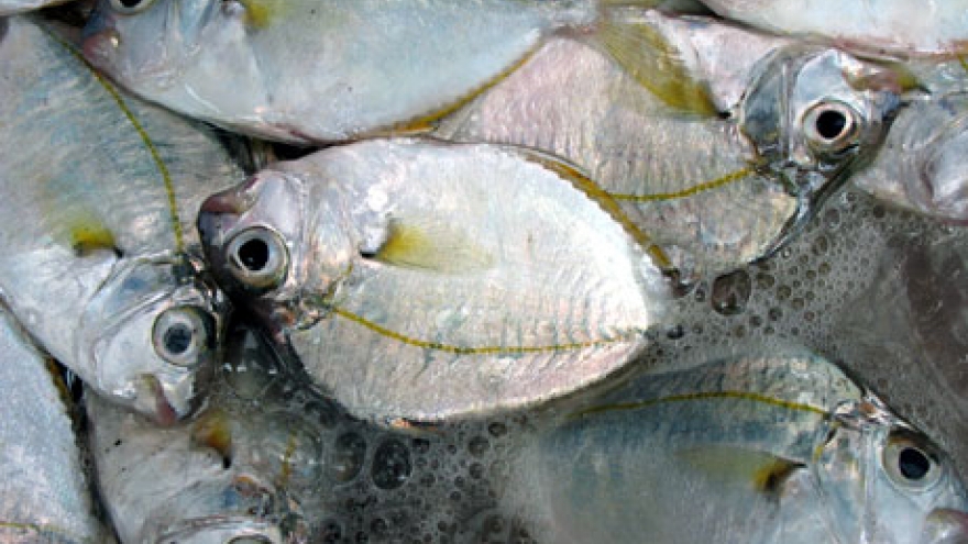 Loài cá có tên rất lạ xưa bán chẳng ai mua nay được săn lùng
