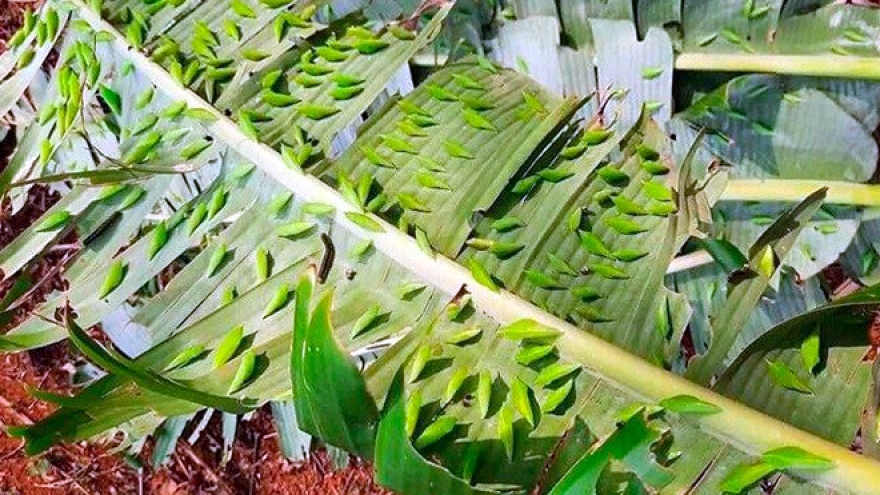 Đặc sản nghe tên nhiều người khóc thét, nhà hàng bán giá 200.000 đồng/kg