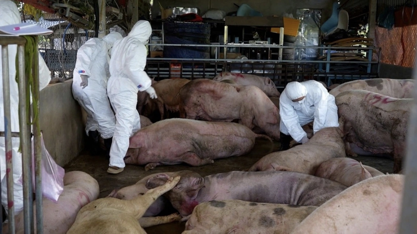 Urgent measures ordered as African Swine Fever spreads nationwide