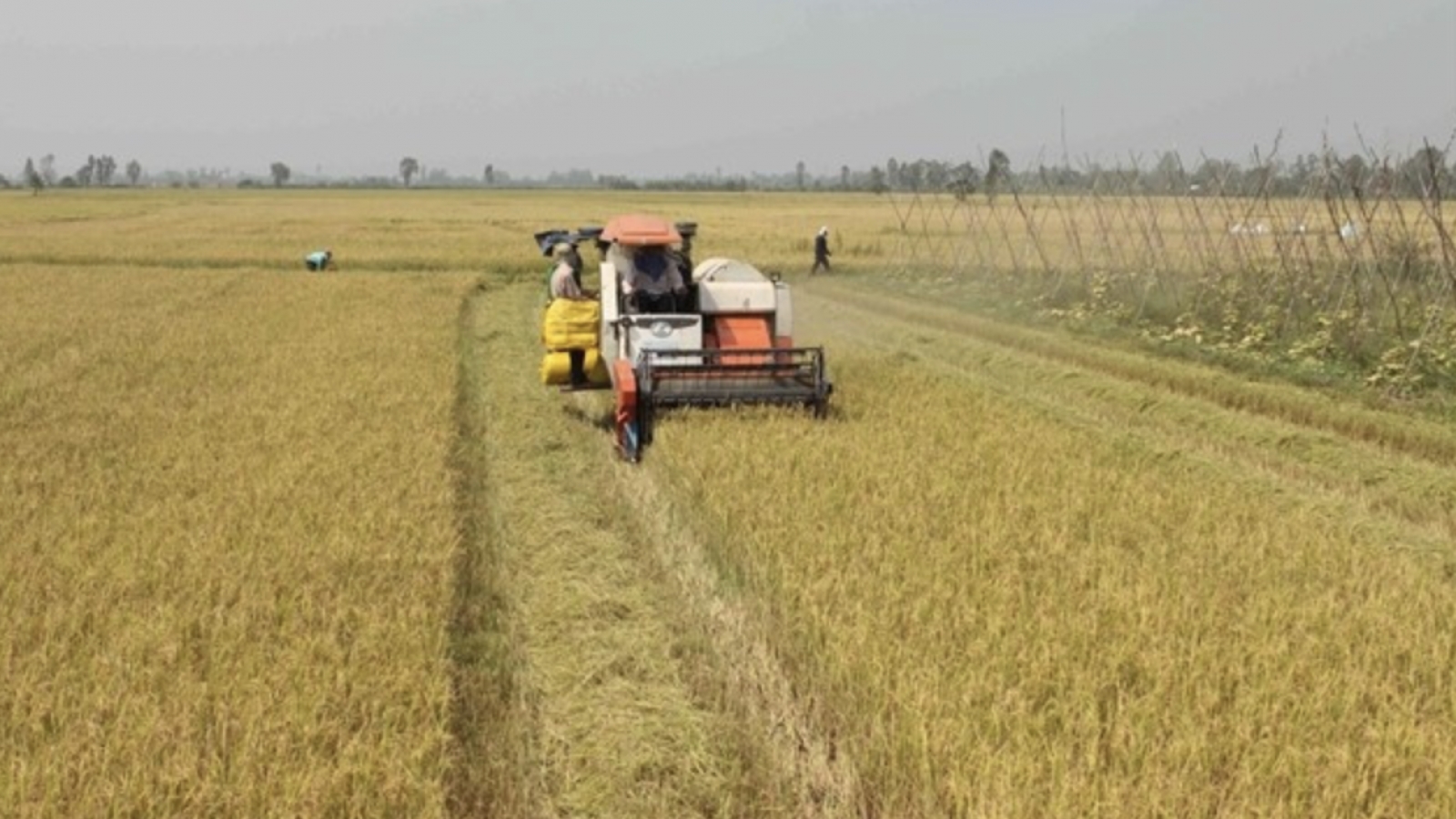 Vietnam’s rice race heats up with fresh push for quality gains