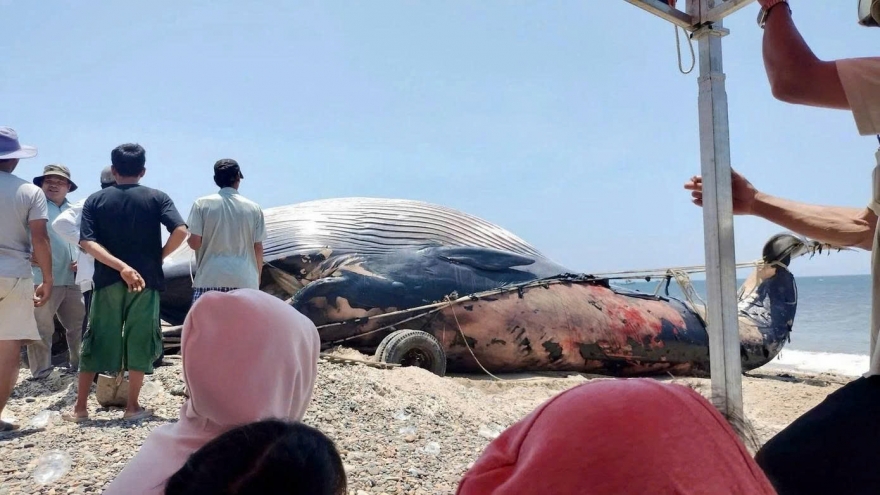 Giant whale carcass washed ashore in Lam Dong