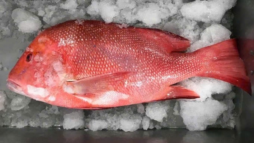 Ngộ độc cá biển, nhiều người nhập viện