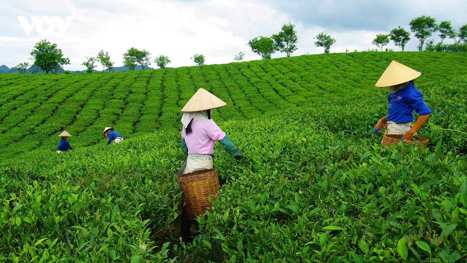 A retreat to the romantic tea hills of Moc Chau Plateau