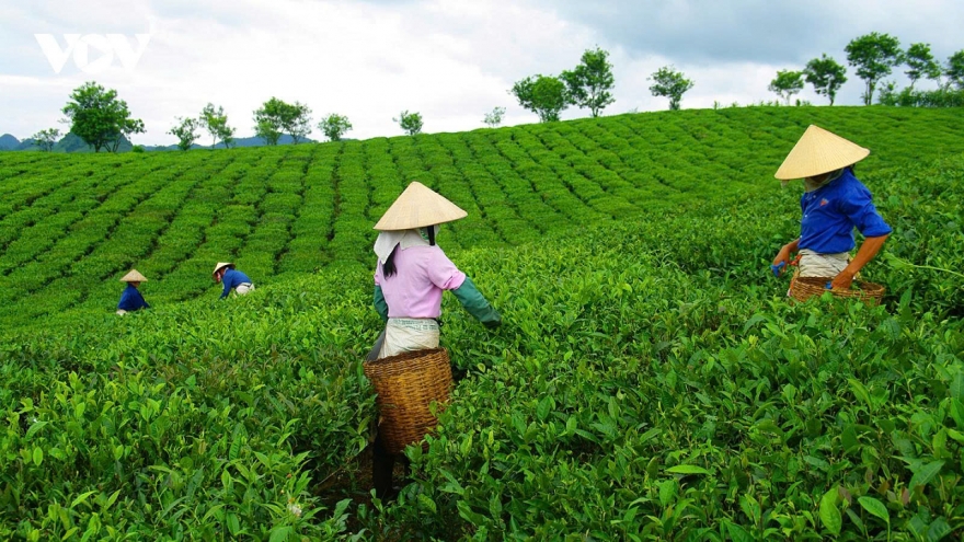 A retreat to the romantic tea hills of Moc Chau Plateau