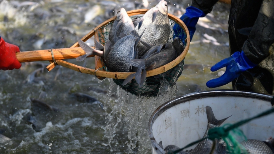 Loại cá bình dân của người Việt được ưa chuộng ở quốc gia đông dân nhất thế giới