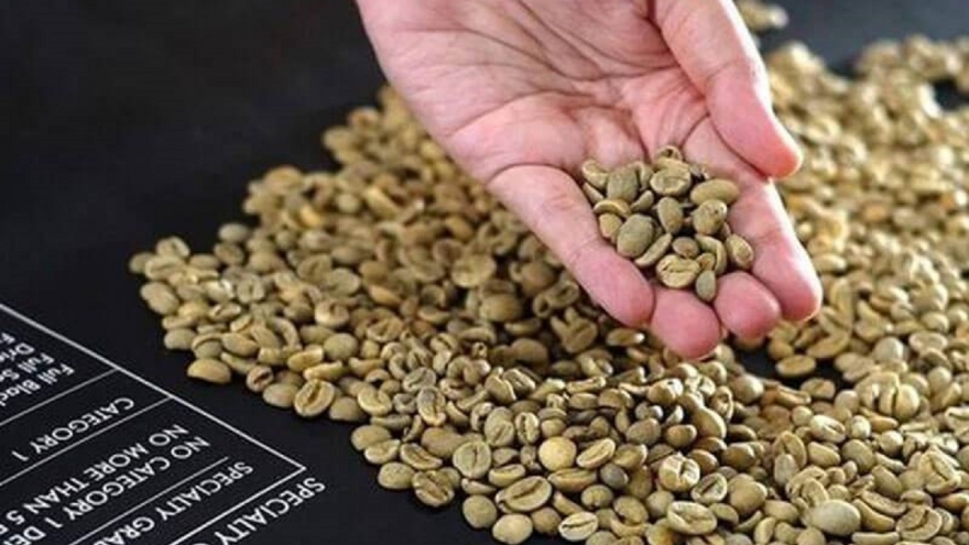 Giá cà phê hôm nay 18/8: Cà phê trong nước tăng, trung bình 117.300 đồng/kg