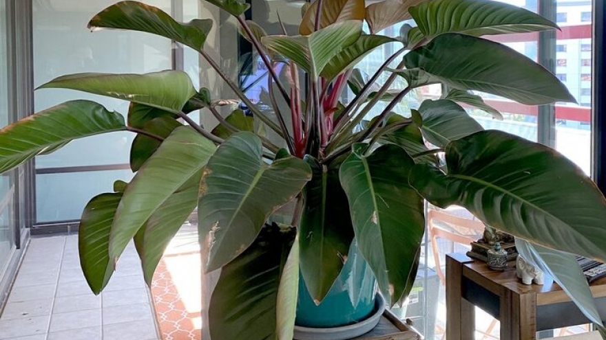 Trồng cây trầu bà đế vương trong nhà có tác dụng gì?