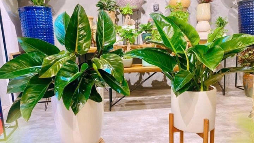 Tưới nước cho cây trầu bà đế vương, chăm hay lười đều không ổn