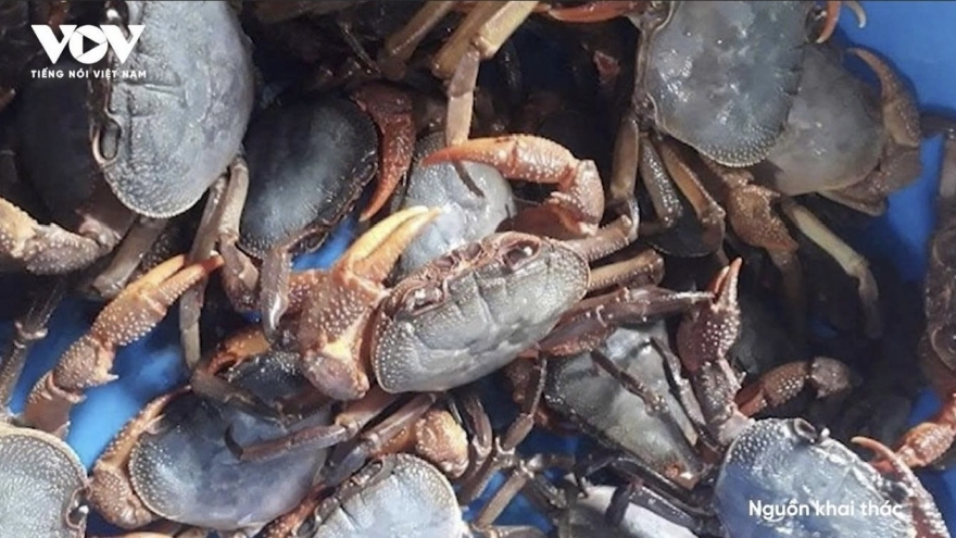 “Lộc trời” hiếm gặp chỉ xuất hiện về đêm, dân đảo săn bán, đắt hơn cua huỳnh đế