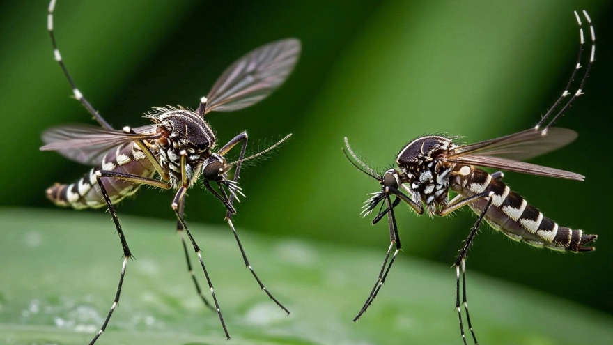 Nhận biết sớm bệnh Chikungunya để phòng ngừa biến chứng