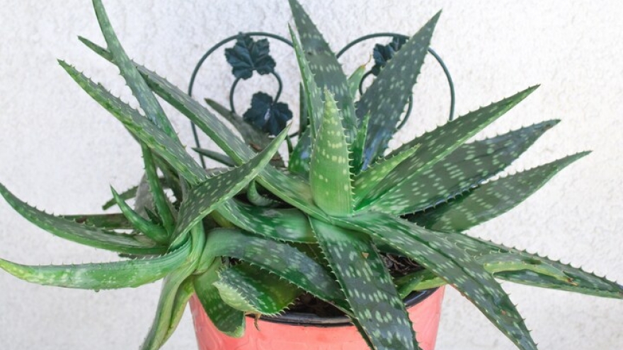 Loại cây như “thần dược” trong làm đẹp lại còn có ý nghĩa phong thủy