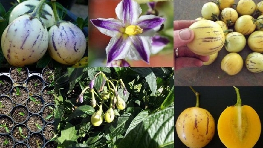 Dưa vàng sọc tím lạ miệng, chị em ráo riết săn lùng