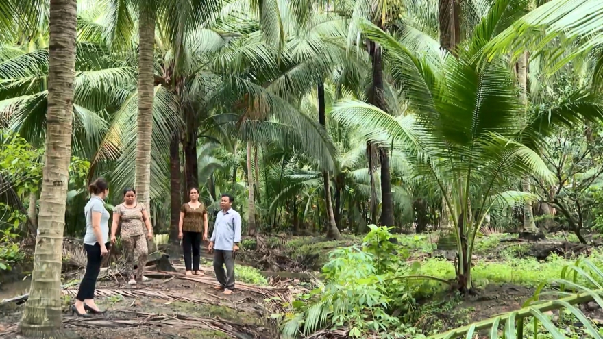 Vĩnh Long đẩy mạnh chế biến sâu để nâng giá trị từ sản phẩm dừa