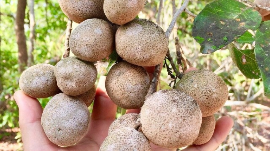 Dược liệu quý từ thứ quả hiếm, có tên độc đáo ở miền Tây