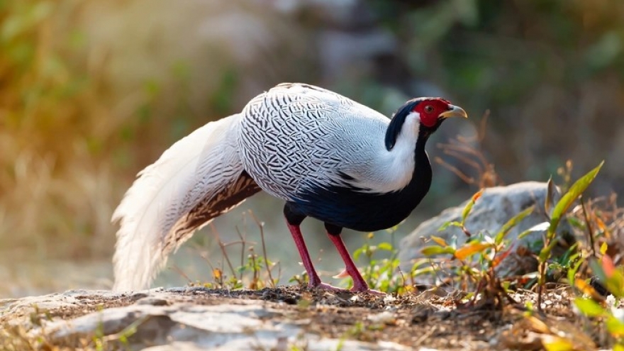 Người dân muốn nuôi gà lôi trắng cần tuân thủ những quy định gì?