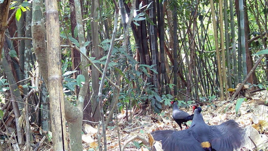 Quảng Ngãi: Phát hiện gà lôi ở vườn quốc gia Chư Mom Ray