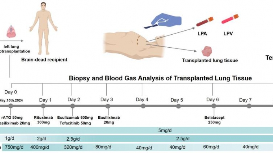 Trung Quốc cấy ghép thành công phổi lợn chỉnh sửa gen vào cơ thể người