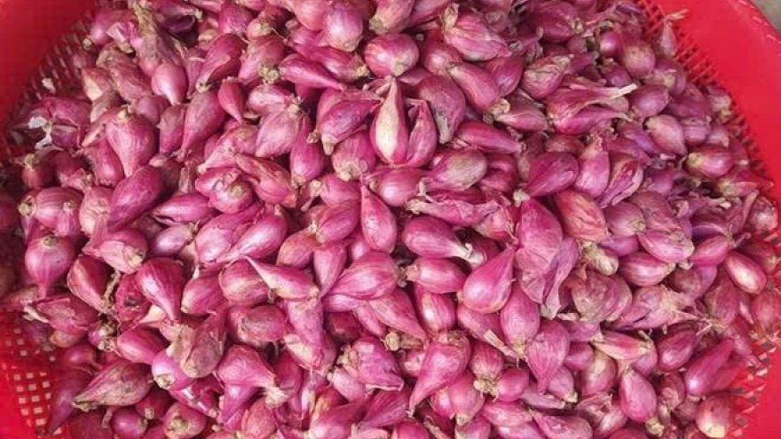 Củ hành tím và những lợi ích bất ngờ cho sức khỏe