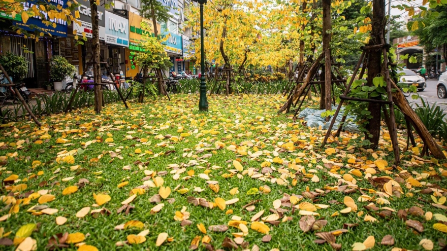 A glimpse of poetic Hanoi amid leaf-changing season