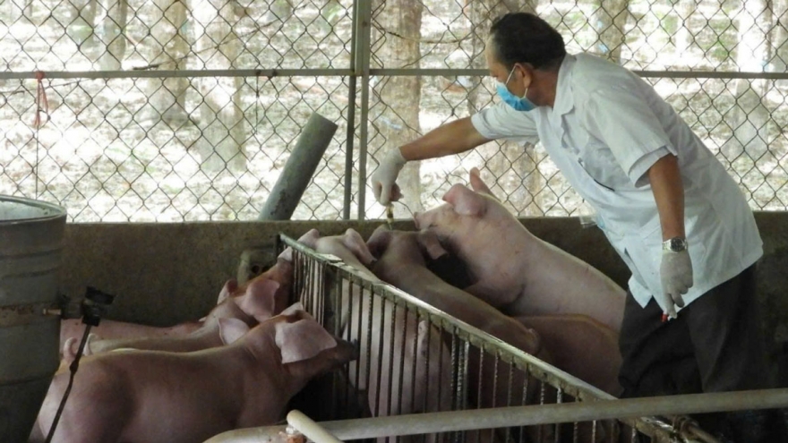 Khu vực có đàn heo lớn nhất TP.HCM nỗ lực chặn dịch tả heo châu Phi