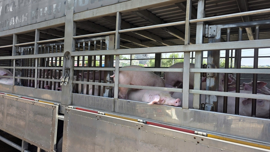 Phát hiện cơ sở giết mổ heo nhiễm dịch tả lợn châu Phi