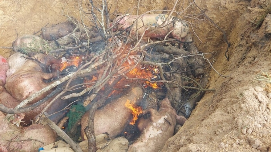 Báo động dịch tả heo châu Phi ở Đồng Nai, số heo chết và tiêu hủy tăng 718%