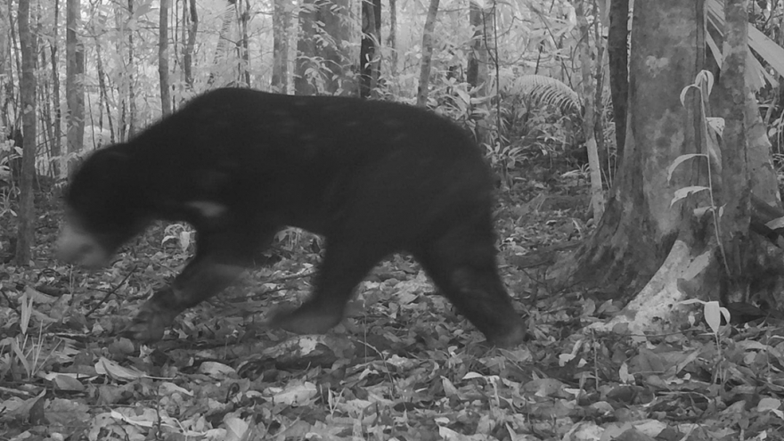 Phát hiện thêm 2 loài động vật quý hiếm ở Vườn Quốc gia Chư Mom Ray