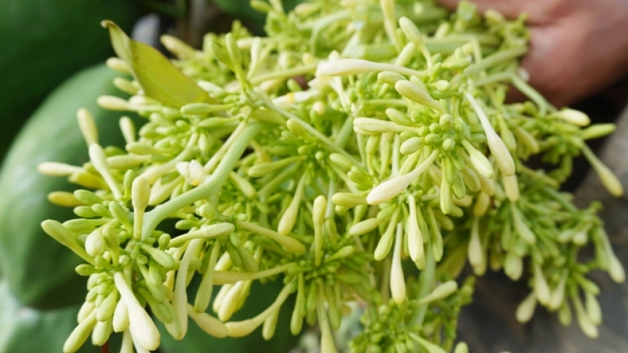 Dùng hoa đu đủ đực 4 nhóm người cần tránh