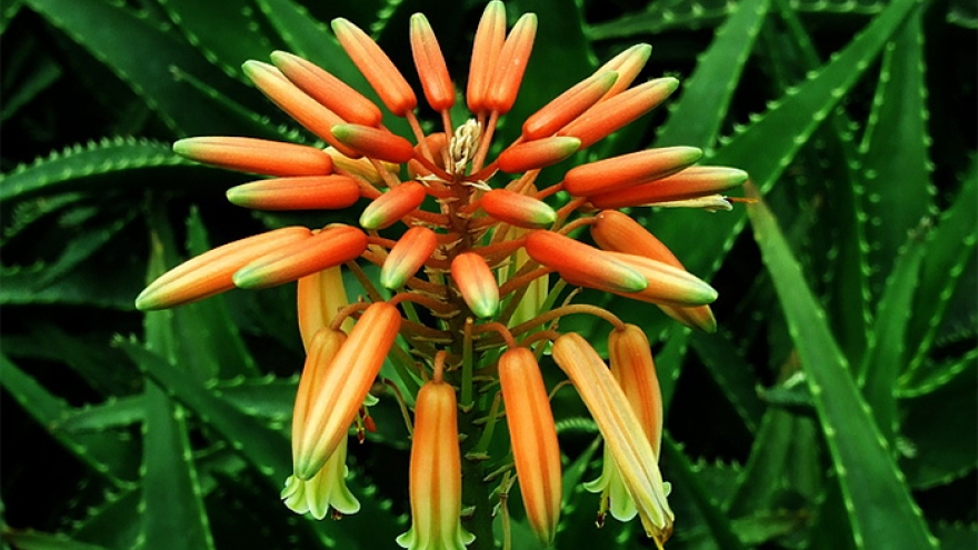 Cây lô hội nở hoa rất đẹp nếu biết chăm sóc đúng cách