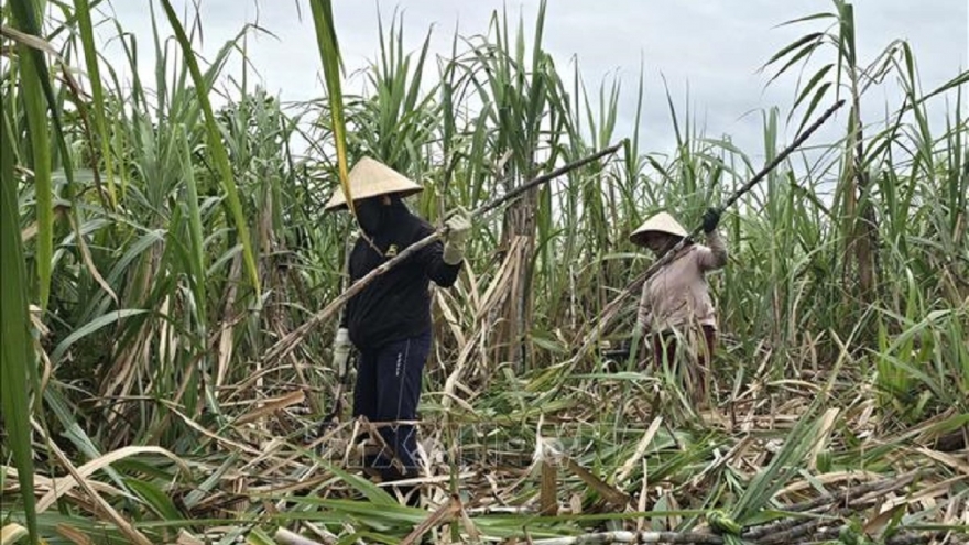 Thủ tướng chỉ đạo xử lý tình trạng tồn kho đường, ngăn chặn đường nhập lậu