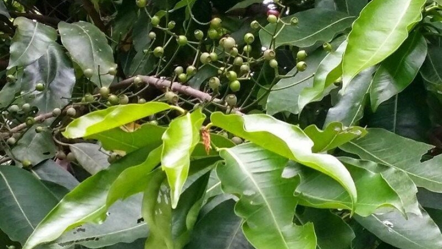 Quả và lá vối tươi - Thức uống dân dã, vị thuốc quý cho sức khỏe